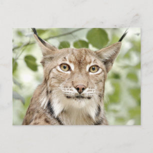 Photo lynx , animals . postcard