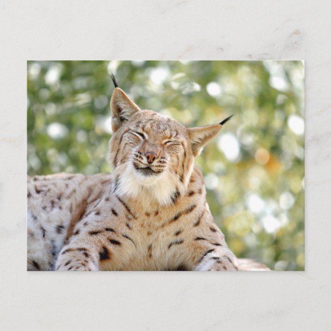 Photo lynx , animals . postcard (Front)