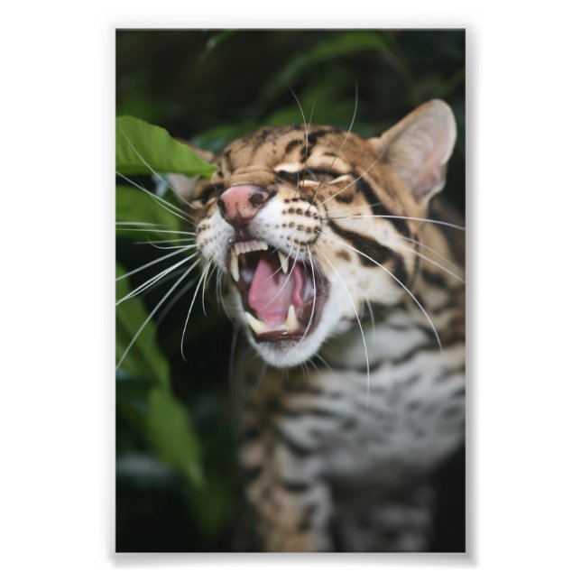 Photo - ocelot print (Front)