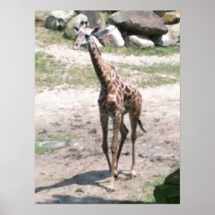 Photo of a baby giraffe walking in nature posters