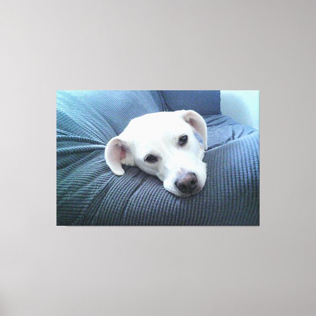 Photo of a Beautiful and Peaceful White Dog Face Canvas Print (Front)