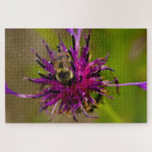 Photo of a beautiful purple flower with honeybee