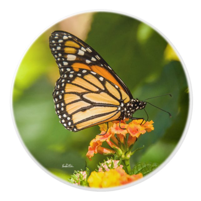 Photo of a butterfly door handle ceramic knob (Front)