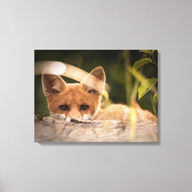 Photo of a Cute Little Orange Fox Canvas Print (Front)