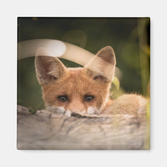 Photo of a Cute Little Orange Fox Magnet (Front)