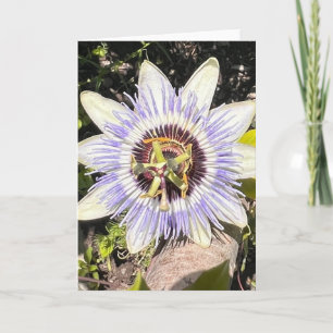Photo of a Flower from New England Blank Greeting Card