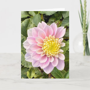 Photo of a Flower from New England Blank Greeting  Card