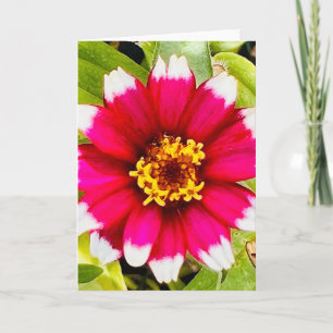 Photo of a Flower from New England Blank Greeting  Card