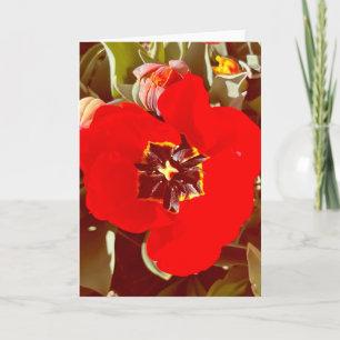 Photo of a Flower from New England Blank Greeting Card