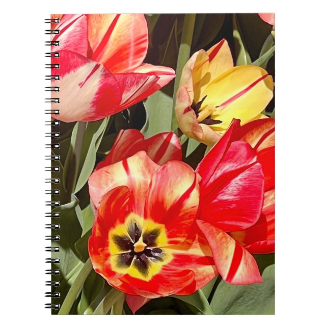 Photo of a Flower from New England  Notebook (Front)