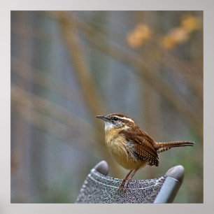 Photo of a Friendly Carolina Wren. Poster