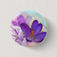 Photo of a Pretty Purple Spring Crocus