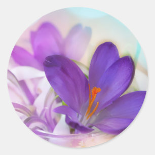 Photo of a Pretty Purple Spring Crocus Classic Round Sticker