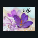 Photo of a Pretty Purple Spring Crocus Hello Holiday Postcard<br><div class="desc">Postcard with a lovely photograph of a dark purple crocus set inside a glass jar. A light purple blossom is present in the background.</div>