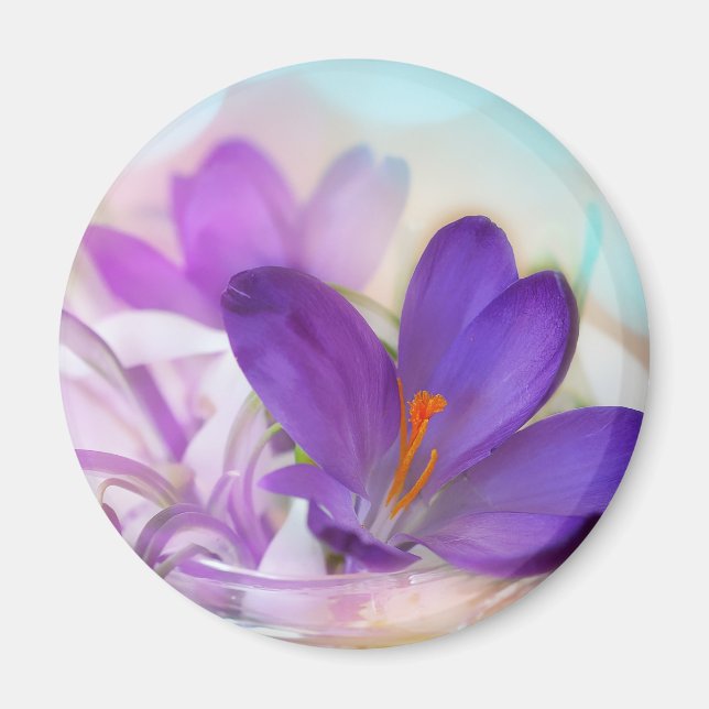 Photo of a Pretty Purple Spring Crocus Magnet (Front)