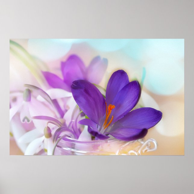 Photo of a Pretty Purple Spring Crocus Poster (Front)