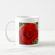 Photo of a red rose