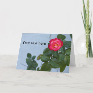 Photo of a Rose against a grey wall on a note card