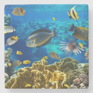 Photo of a tropical Fish on a coral reef Stone Coaster