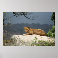 Photo of African lion lying on rock in nature