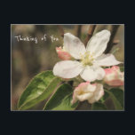 Photo of Apple Blossoms in Sun: "Thinking of You" Postcard<br><div class="desc">I seem not to be able to get enough of postcards these days. I buy them all the time. And so I want more variety for my collection. The photo seen here is of a simple cluster of apple blossoms, one larger one especially in focus. The tree is in my...</div>