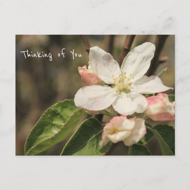 Photo of Apple Blossoms in Sun: "Thinking of You" Postcard (Front)