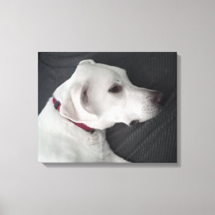 Photo of Beautiful Dog Grey and White Canvas Print