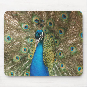 Photo of Beautiful Peacock with Spread Feathers Mouse Pad