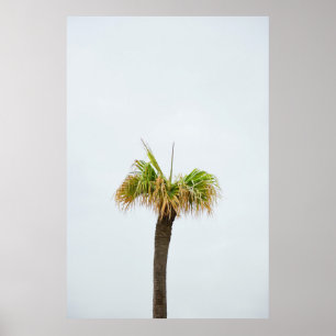 Photo of brown and green palm tree poster