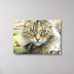 Photo of Brown Longhaired Barn Cat Wrapped Canvas