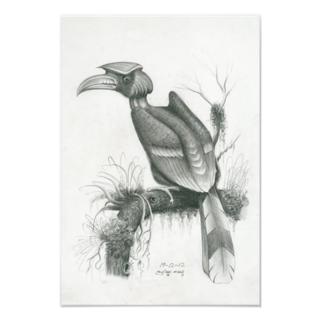 Photo of Cambodian Hornbill Bird by Vannak Prum Print (Front)