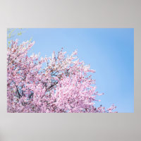 PHOTO OF CHERRY BLOSSOM TREE