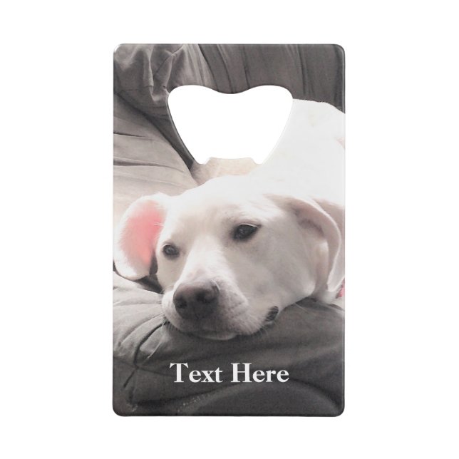 Photo of Cute Lazy White Dog Coach Potato  (Front)