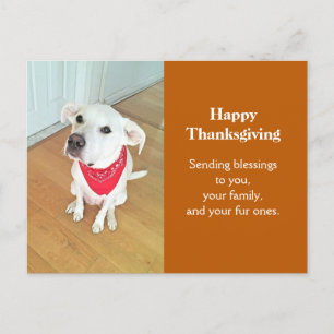 Photo of Cute Pup Dog With Funny Ears Sticking Out Postcard
