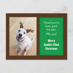 Photo of Cute Smiling White Reindeer Puppy Dog Holiday Postcard