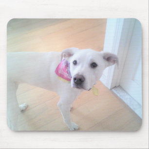 Photo of Cute Sweet White Puppy Dog Face Mouse Pad