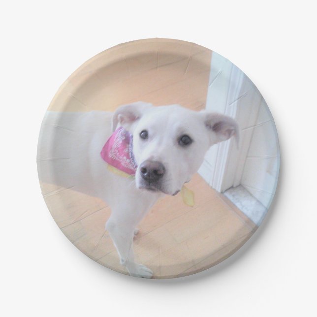 Photo of Cute Sweet White Puppy Dog Face Paper Plate (Front)