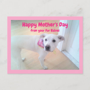 Photo of Cute Sweet White Puppy Dog  Mother's Day  Postcard