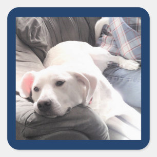 Photo of Cute Tired White Dog on Couch with Dad Square Sticker