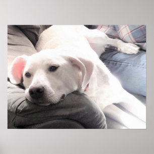 Photo of Cute Tired White Dog With Best Friend Dad Poster
