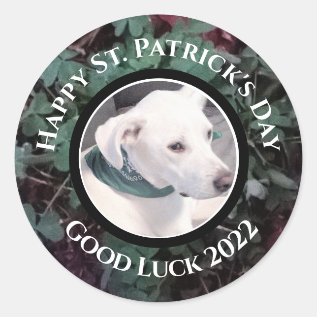 Photo of Cute White Dog Green Shamrocks Clovers Classic Round Sticker (Front)