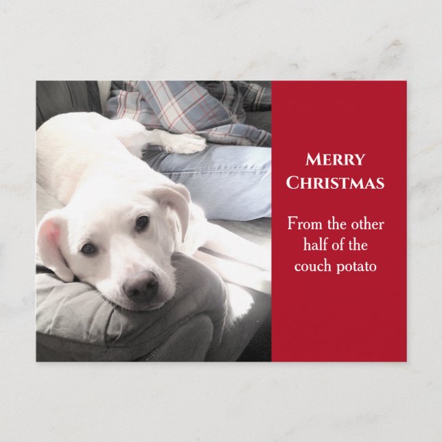 Photo of Cute White Dog With Dad Red Christmas Holiday Postcard (Front)