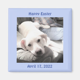 Photo of Cute White Puppy Dog Easter Gift Blue Magnet