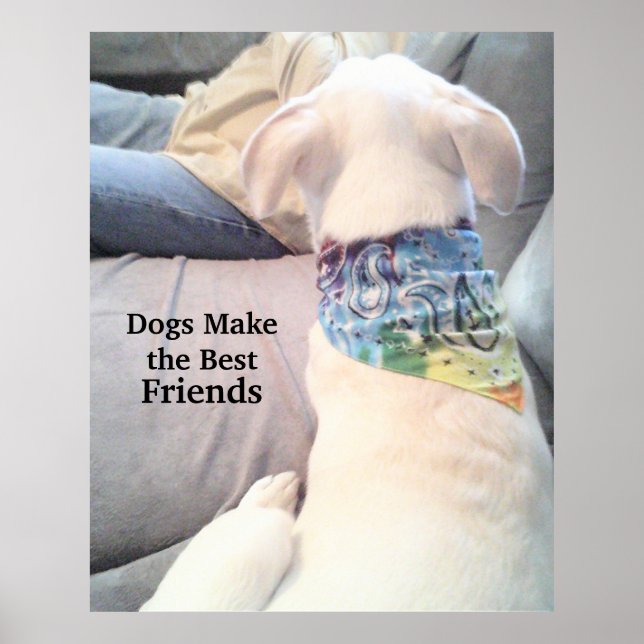 Photo of Cute White Puppy Dog Watching Dad Poster (Front)