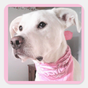 Photo of Cute White Puppy Dog Wearing Pink Scarf Square Sticker