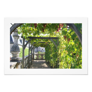Photo of Grape Arbor at Villandry Palace in France Print