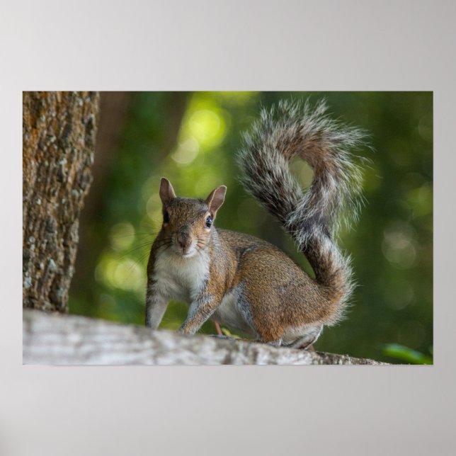 Photo of Gray Squirrel Poster (Front)