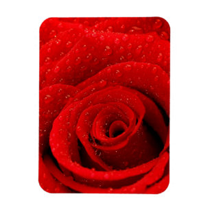 Photo of Red Rose Background Magnet