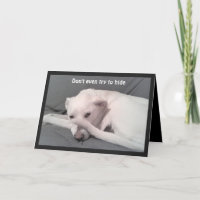 Photo of Sad Depressed Dog 40th Birthday Grey