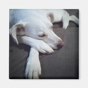 Photo of Sleeping White Dog with Cute Paws Magnet